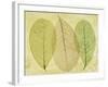 Leaf Collage II-Kathy Mahan-Framed Photographic Print