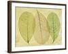 Leaf Collage II-Kathy Mahan-Framed Photographic Print