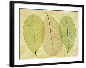 Leaf Collage II-Kathy Mahan-Framed Photographic Print