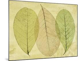 Leaf Collage II-Kathy Mahan-Mounted Photographic Print