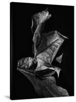 Leaf Composition, Dark-Design Fabrikken-Stretched Canvas