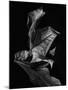 Leaf Composition, Dark-Design Fabrikken-Mounted Photographic Print