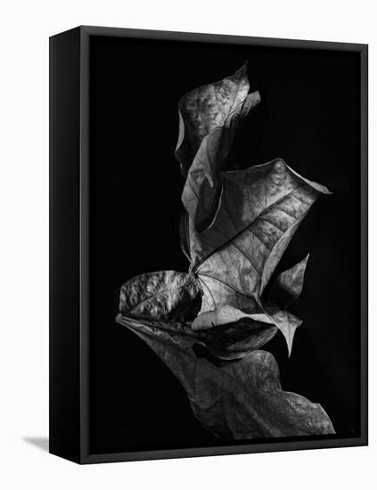 Leaf Composition, Dark-Design Fabrikken-Framed Stretched Canvas