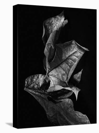 Leaf Composition, Dark-Design Fabrikken-Stretched Canvas