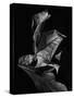 Leaf Composition, Dark-Design Fabrikken-Stretched Canvas