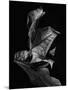 Leaf Composition, Dark-Design Fabrikken-Mounted Photographic Print