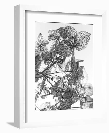 Leaf Composition-Design Fabrikken-Framed Photographic Print