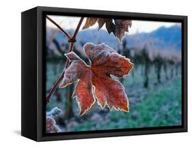 Leaf Covered in Frost-Charles O'Rear-Framed Stretched Canvas