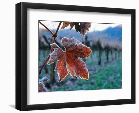 Leaf Covered in Frost-Charles O'Rear-Framed Photographic Print