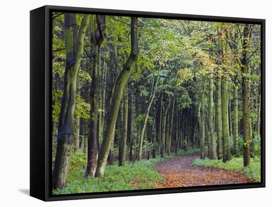 Leaf-Covered Path Through Beech Woodland in Autumn, Alnwick, Northumberland, England-Lee Frost-Framed Stretched Canvas