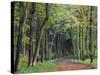 Leaf-Covered Path Through Beech Woodland in Autumn, Alnwick, Northumberland, England-Lee Frost-Stretched Canvas