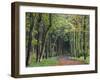 Leaf-Covered Path Through Beech Woodland in Autumn, Alnwick, Northumberland, England-Lee Frost-Framed Photographic Print