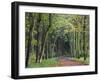 Leaf-Covered Path Through Beech Woodland in Autumn, Alnwick, Northumberland, England-Lee Frost-Framed Photographic Print