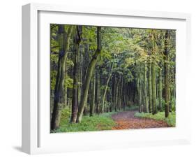 Leaf-Covered Path Through Beech Woodland in Autumn, Alnwick, Northumberland, England-Lee Frost-Framed Photographic Print