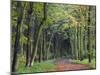 Leaf-Covered Path Through Beech Woodland in Autumn, Alnwick, Northumberland, England-Lee Frost-Mounted Photographic Print