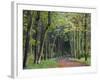 Leaf-Covered Path Through Beech Woodland in Autumn, Alnwick, Northumberland, England-Lee Frost-Framed Photographic Print