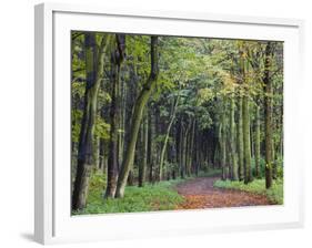 Leaf-Covered Path Through Beech Woodland in Autumn, Alnwick, Northumberland, England-Lee Frost-Framed Photographic Print