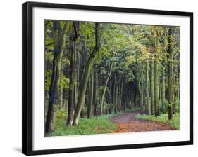 Leaf-Covered Path Through Beech Woodland in Autumn, Alnwick, Northumberland, England-Lee Frost-Framed Photographic Print