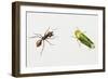 Leaf-Cutter Ant (Atta Cephalotes)-null-Framed Giclee Print