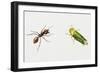 Leaf-Cutter Ant (Atta Cephalotes)-null-Framed Giclee Print