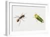 Leaf-Cutter Ant (Atta Cephalotes)-null-Framed Giclee Print