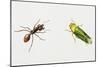 Leaf-Cutter Ant (Atta Cephalotes)-null-Mounted Giclee Print