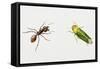 Leaf-Cutter Ant (Atta Cephalotes)-null-Framed Stretched Canvas