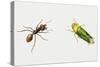 Leaf-Cutter Ant (Atta Cephalotes)-null-Stretched Canvas