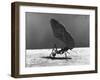 Leaf Cutter Ant Carrying Away Rose Fragments-Fritz Goro-Framed Photographic Print