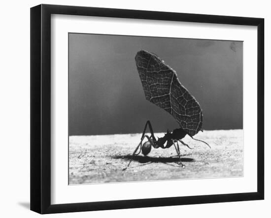 Leaf Cutter Ant Carrying Away Rose Fragments-Fritz Goro-Framed Photographic Print
