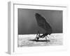 Leaf Cutter Ant Carrying Away Rose Fragments-Fritz Goro-Framed Photographic Print