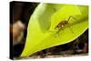 Leaf Cutter Ant in Costa Rica-Paul Souders-Stretched Canvas