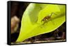 Leaf Cutter Ant in Costa Rica-Paul Souders-Framed Stretched Canvas