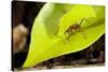 Leaf Cutter Ant in Costa Rica-Paul Souders-Stretched Canvas