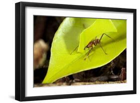 Leaf Cutter Ant in Costa Rica-Paul Souders-Framed Premium Photographic Print