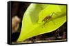 Leaf Cutter Ant in Costa Rica-Paul Souders-Framed Stretched Canvas