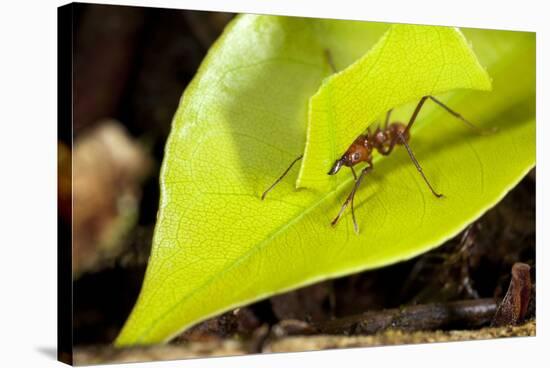 Leaf Cutter Ant in Costa Rica-Paul Souders-Stretched Canvas