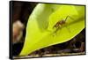 Leaf Cutter Ant in Costa Rica-Paul Souders-Framed Stretched Canvas