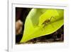 Leaf Cutter Ant in Costa Rica-Paul Souders-Framed Photographic Print