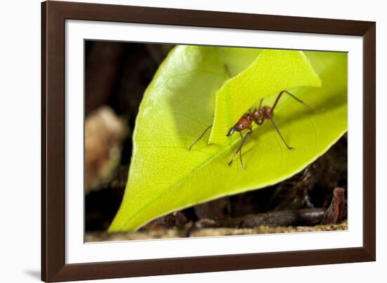 Leaf Cutter Ant in Costa Rica-Paul Souders-Framed Photographic Print