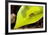 Leaf Cutter Ant in Costa Rica-Paul Souders-Framed Photographic Print