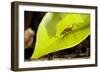 Leaf Cutter Ant in Costa Rica-Paul Souders-Framed Photographic Print