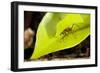 Leaf Cutter Ant in Costa Rica-Paul Souders-Framed Photographic Print