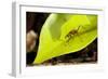 Leaf Cutter Ant in Costa Rica-Paul Souders-Framed Photographic Print