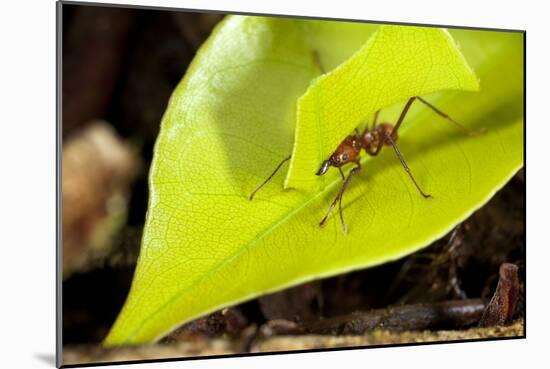 Leaf Cutter Ant in Costa Rica-Paul Souders-Mounted Photographic Print