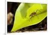 Leaf Cutter Ant in Costa Rica-Paul Souders-Framed Photographic Print