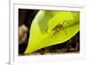 Leaf Cutter Ant in Costa Rica-Paul Souders-Framed Photographic Print