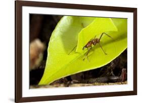 Leaf Cutter Ant in Costa Rica-Paul Souders-Framed Photographic Print