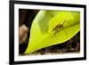 Leaf Cutter Ant in Costa Rica-Paul Souders-Framed Photographic Print