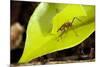 Leaf Cutter Ant in Costa Rica-Paul Souders-Mounted Photographic Print